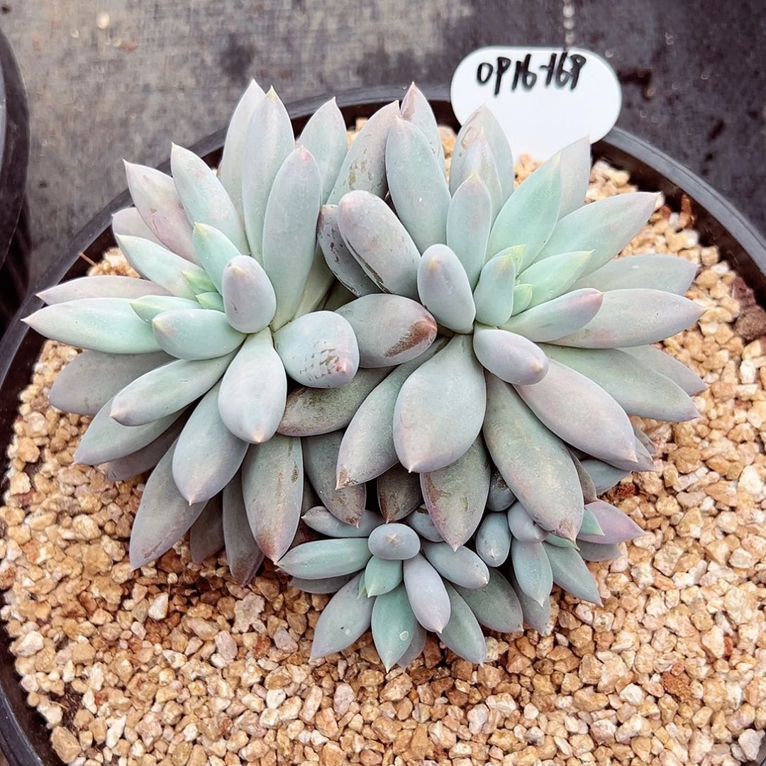 0916-169哥特萝莉