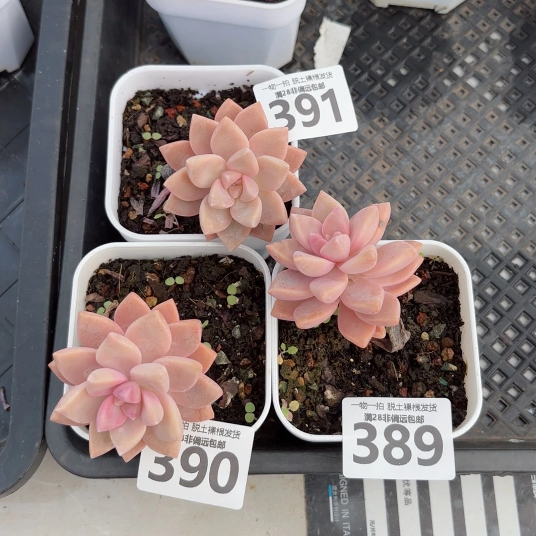 淡雪多肉无盆土发货