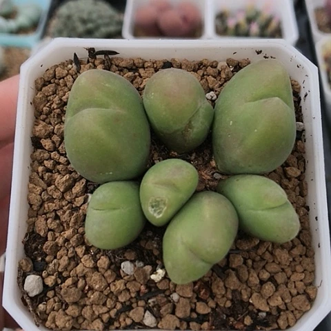 多肉肉锥 7头毛翠滴