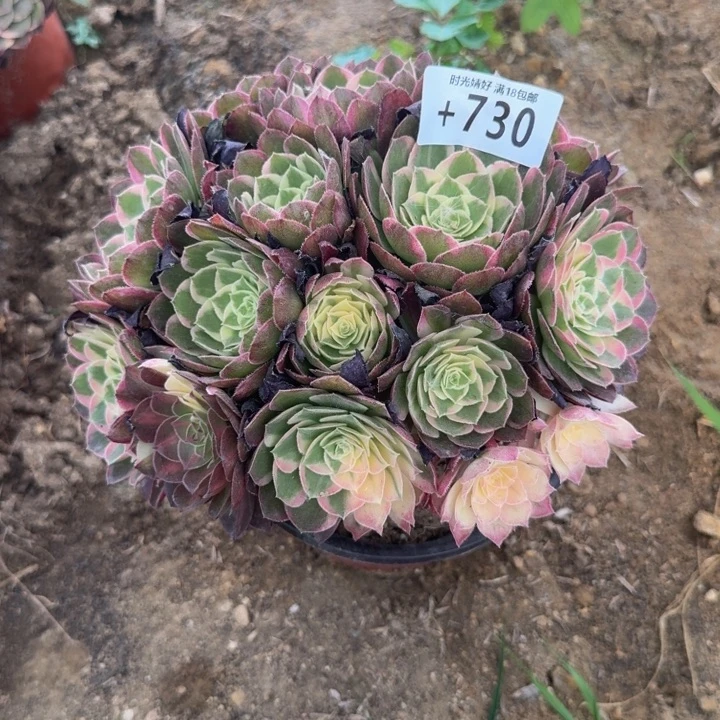 730玉芙蓉。多肉植物