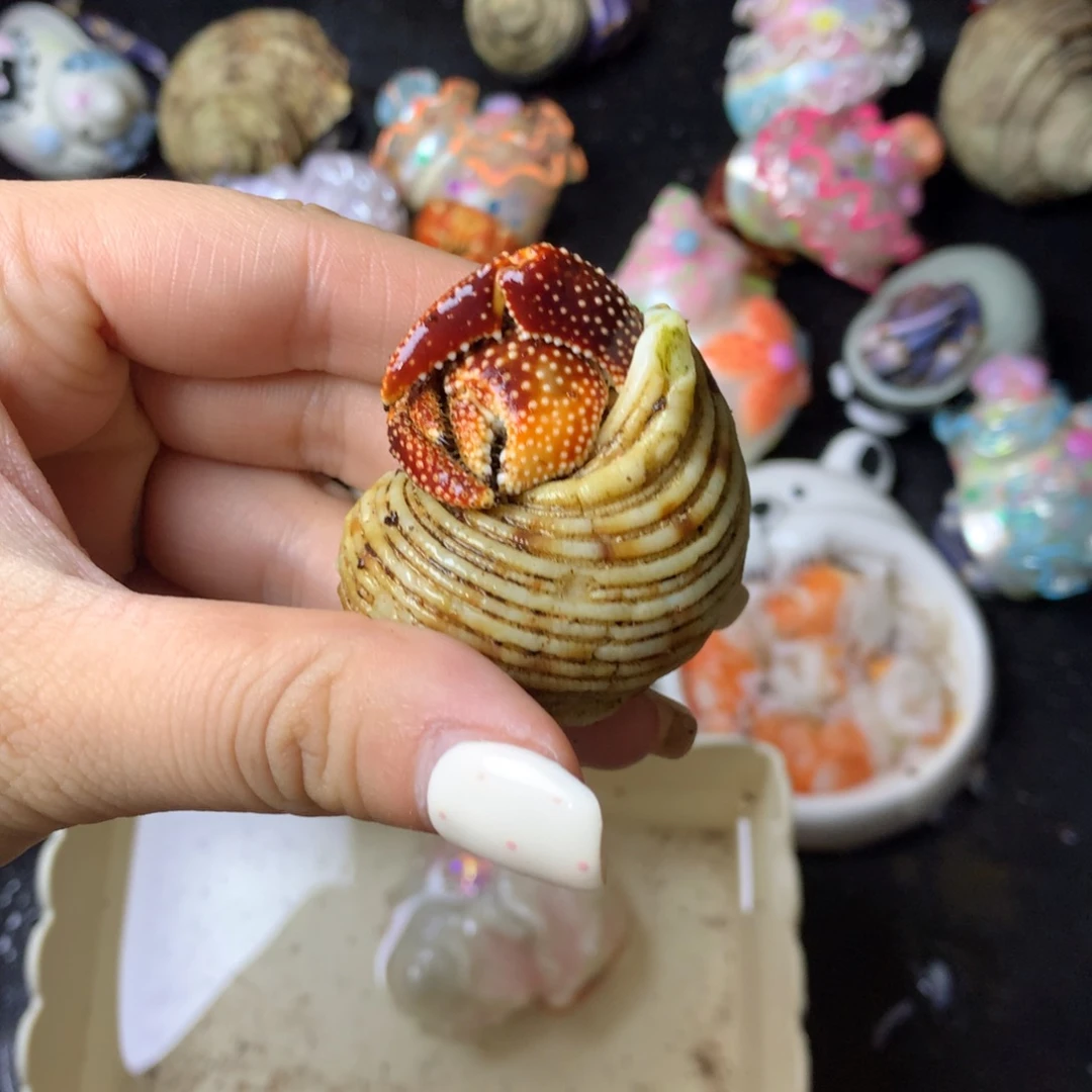 手慢拍大腿纯纯白给一只