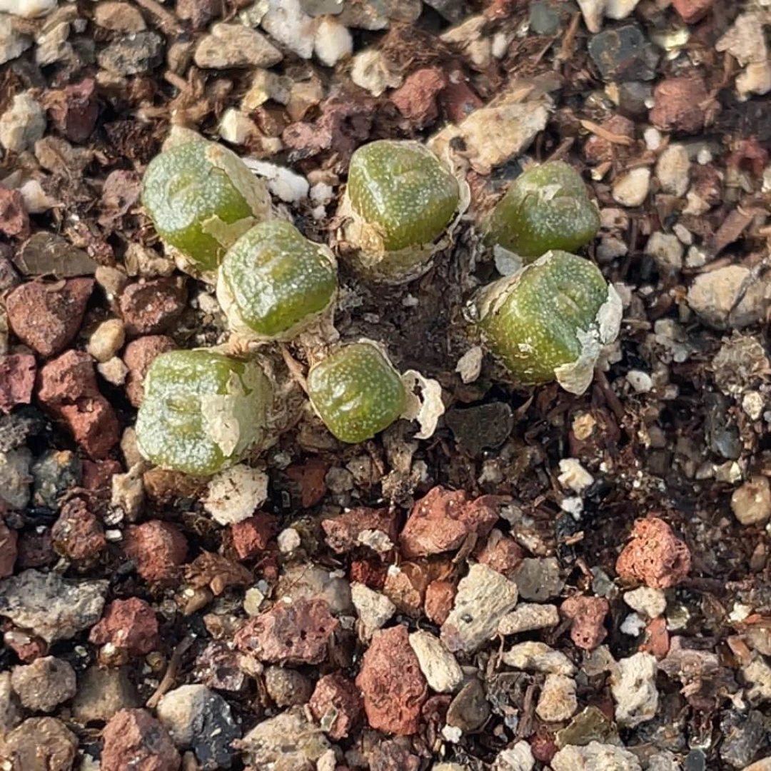 13-36方糖多肉植物