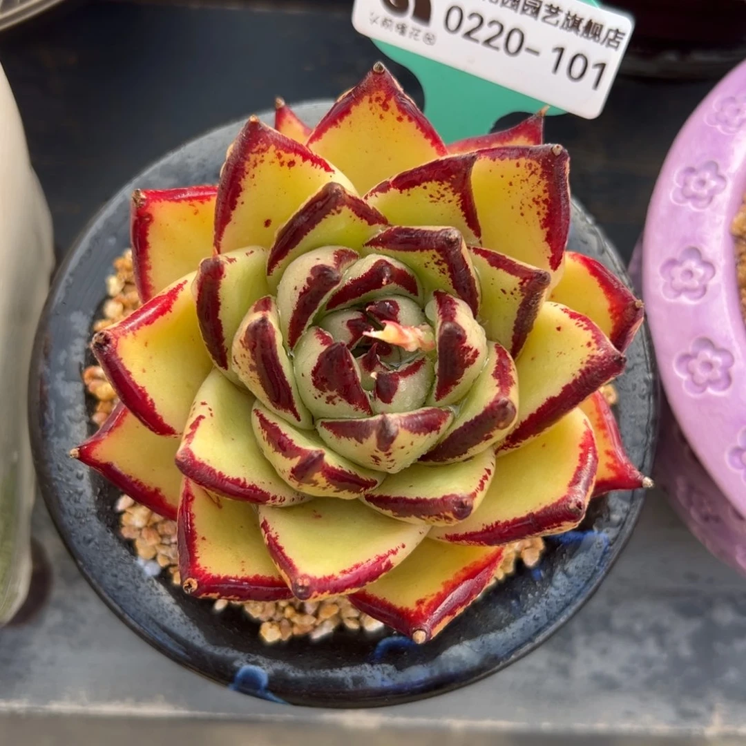 多肉一物一拍0220-101