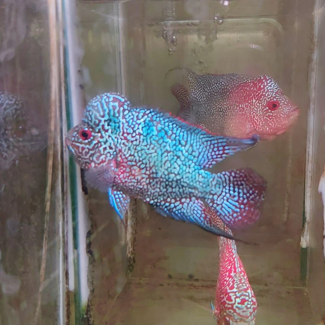 罗汉鱼222222222222