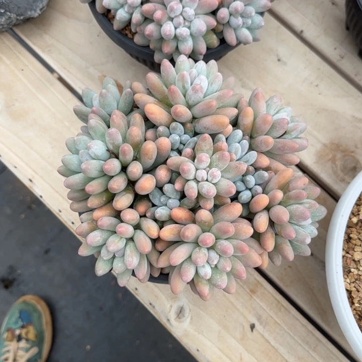 柠***味多肉植物汤圆系列