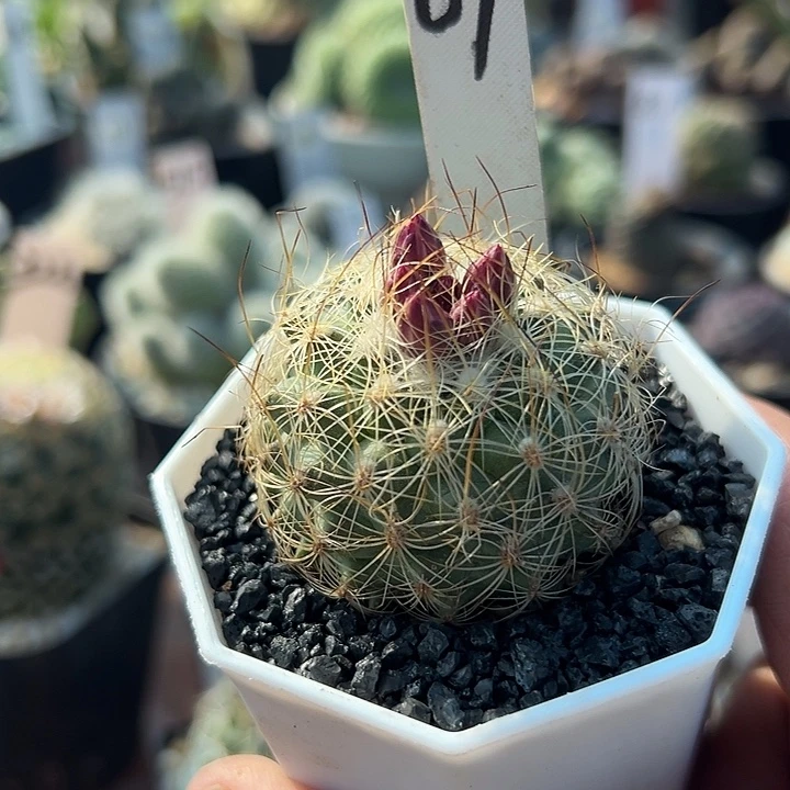 69号实生娇丽白虎4.5厘米有花苞