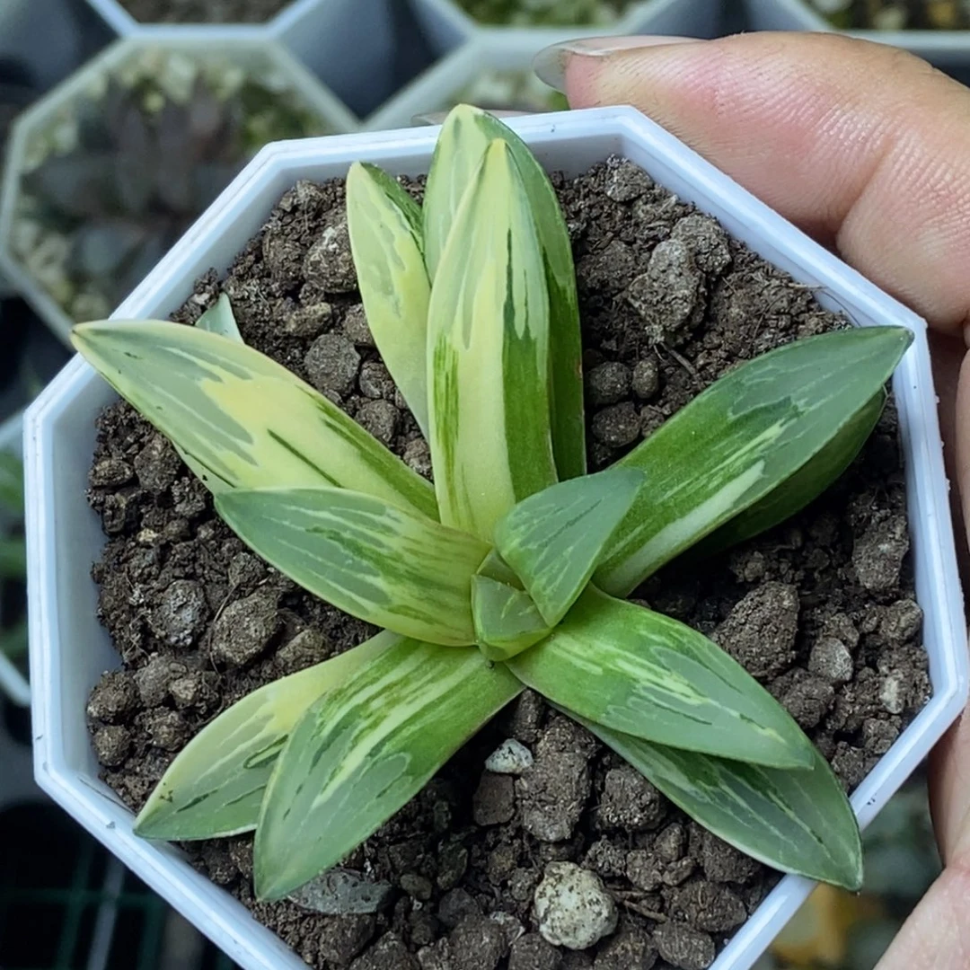 极上斑绿玻璃锦一物一拍