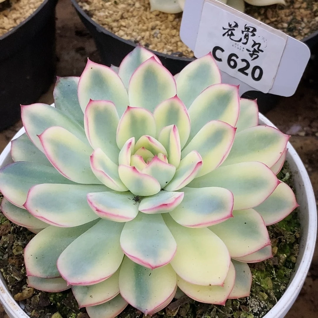 620雨燕座哈哈哈哈哈