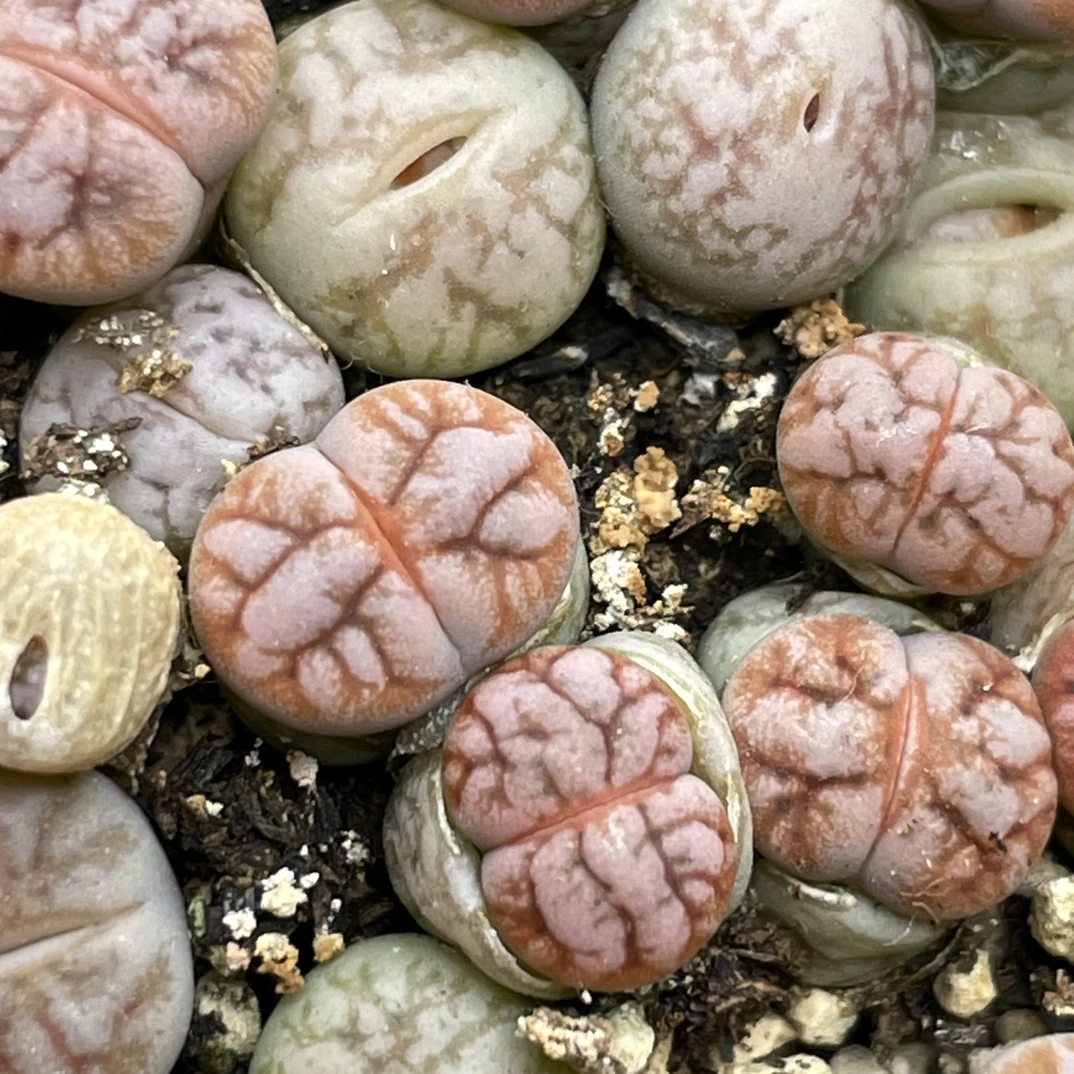 子须188橙红色纹路漂亮杂 稀有贵货二退多肉植物可挑可选脱土包邮