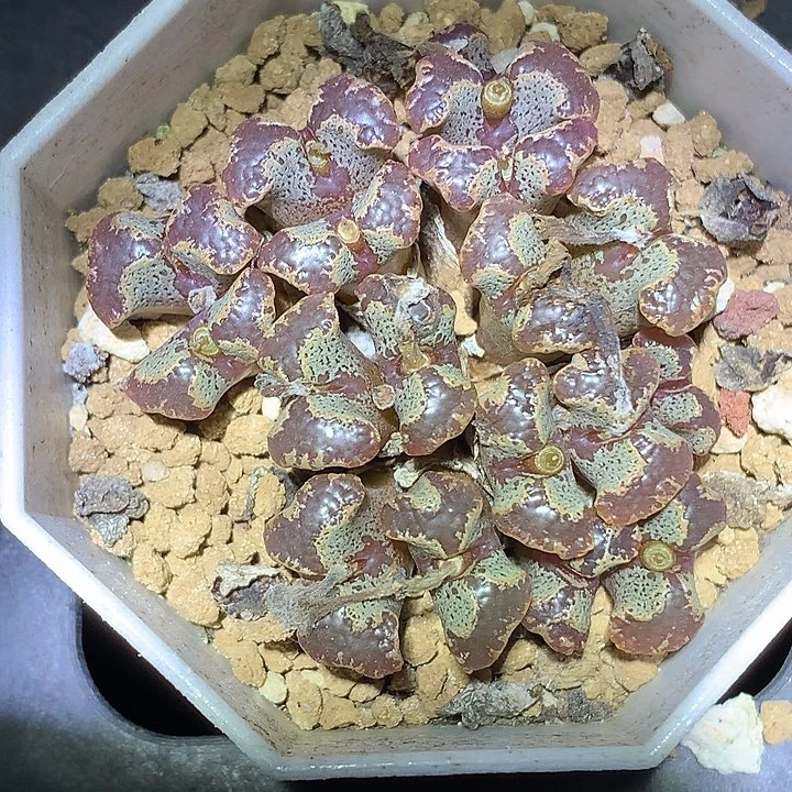 精品多肉植物大窗蝴蝶