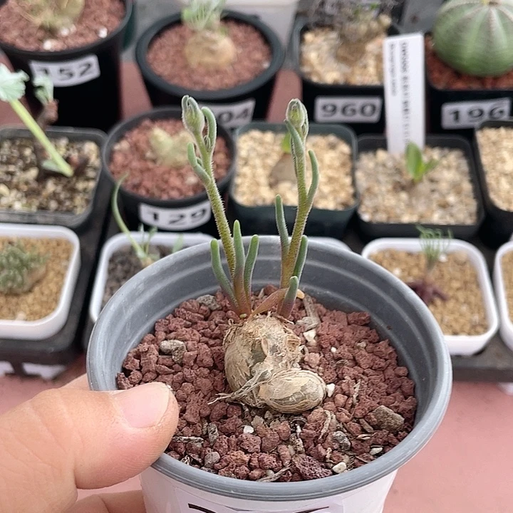 235淡青霜块根植物