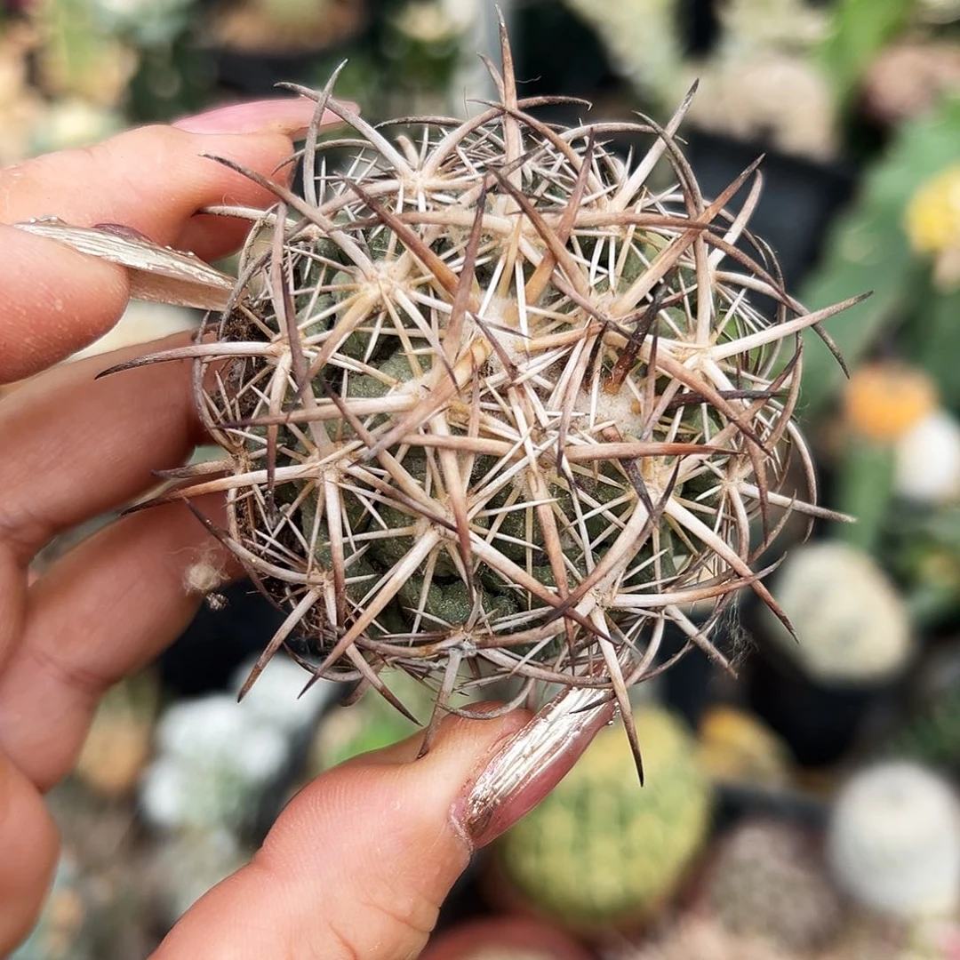 钢钉有根仙人球1111111111