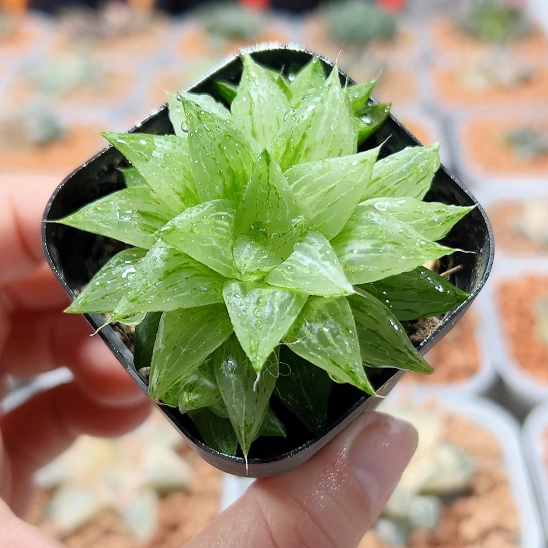 十二卷多肉元祖冰沙糖