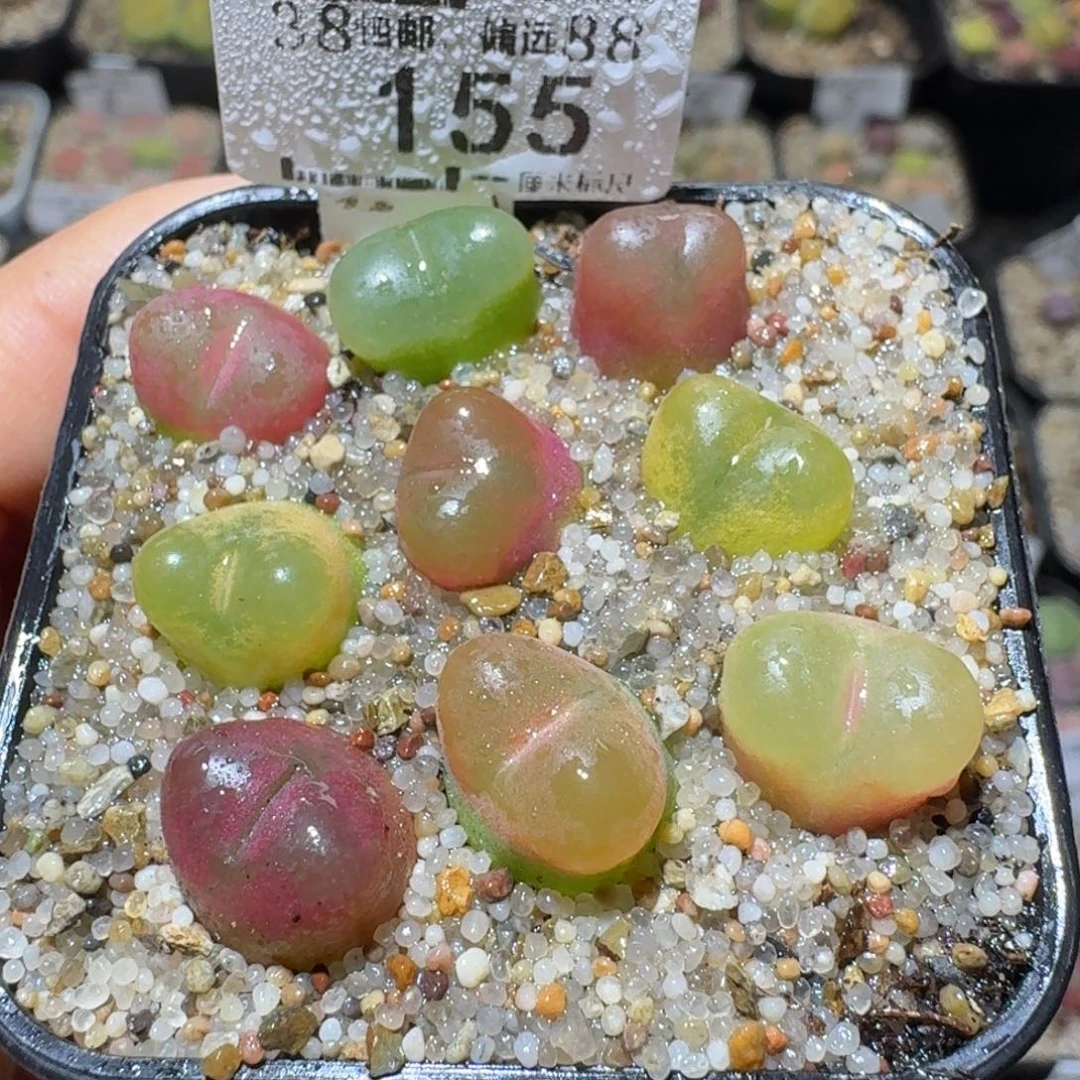 Sss精品便宜清了155
