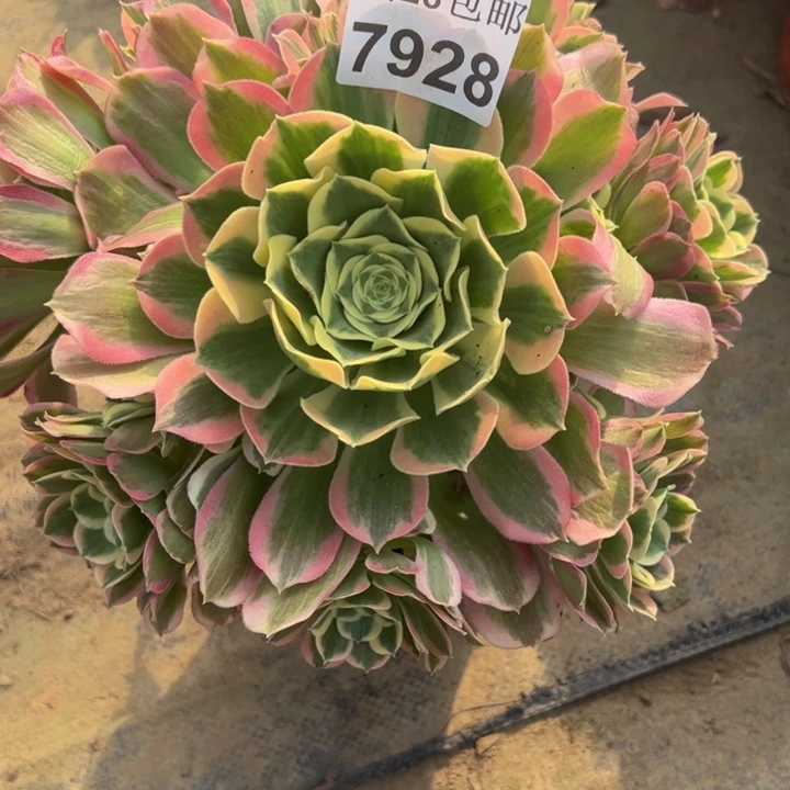 7928白凤多肉植物