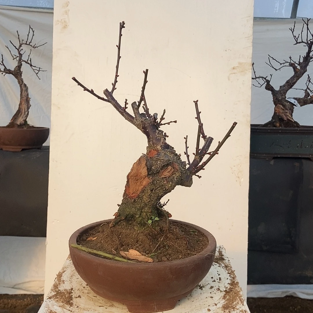 全部花苞20年野梅嫁接乌梅