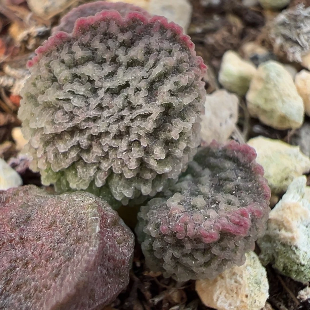 实生新品多肉植物水泡多肉植物水泡