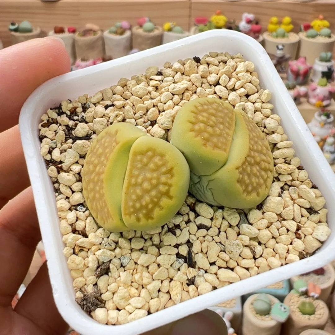 多肉植物161号黄巴黎