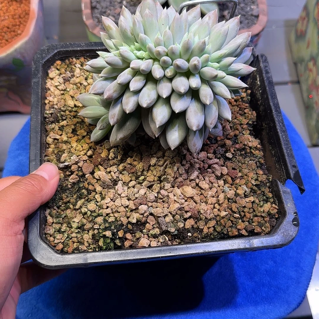 右***边哥特萝莉缀化多肉植物