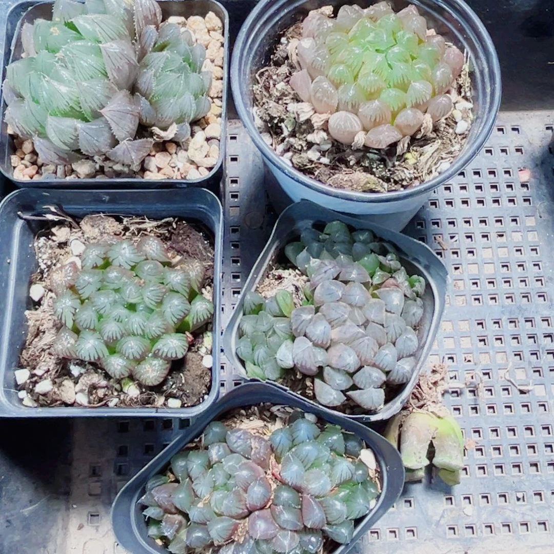 *****6棵漂亮肉肉多肉植物
