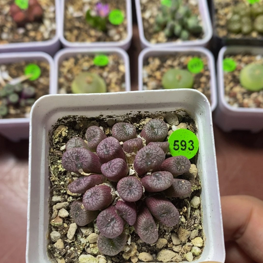 专拍漂亮多肉植物593