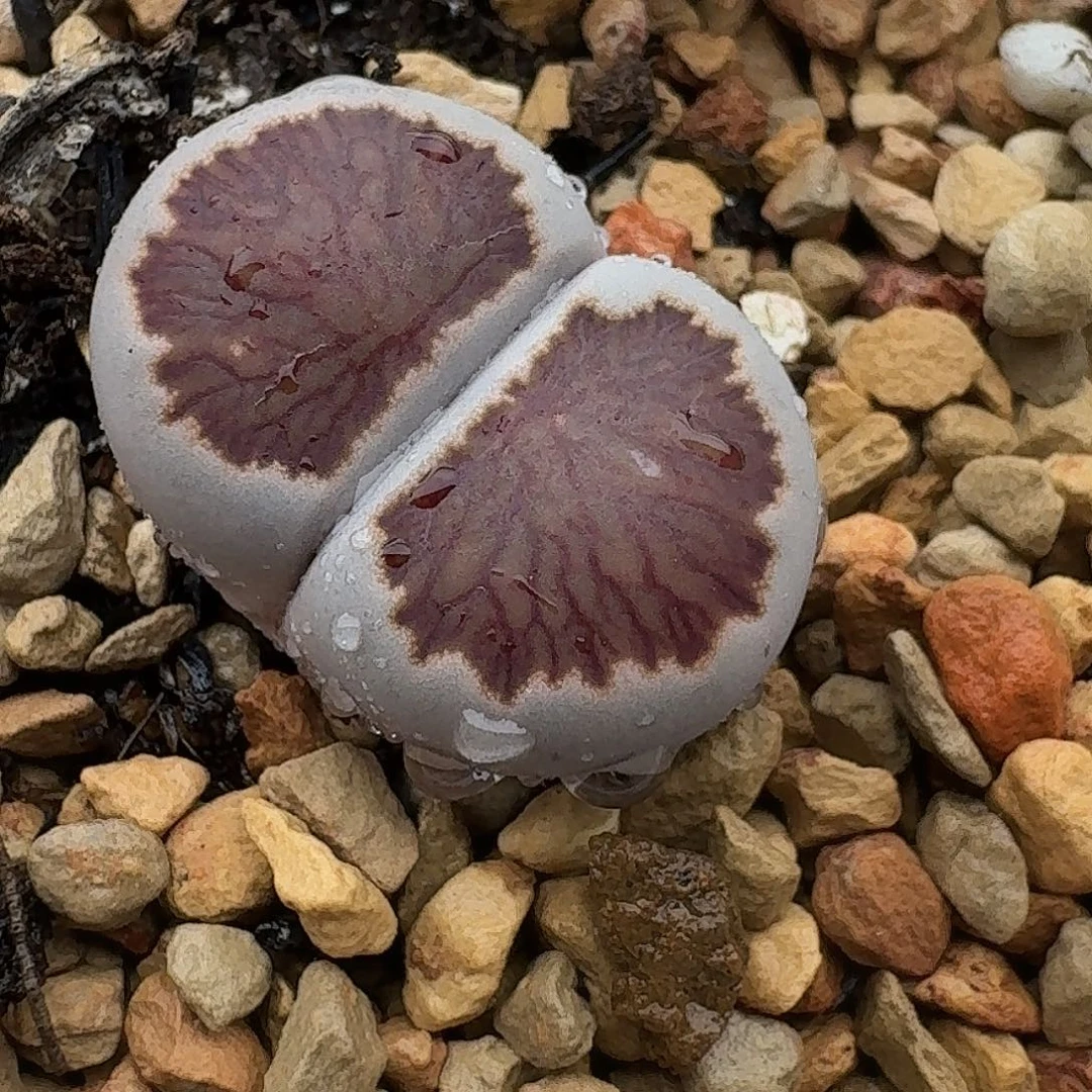 844多肉哈哈哈哈哈哈哈