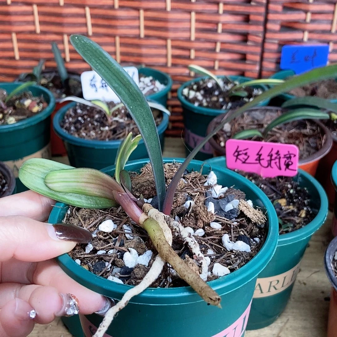 完全开放蓬多兰兰叶