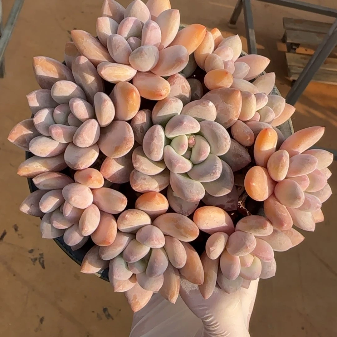 叶植庭多肉：香水