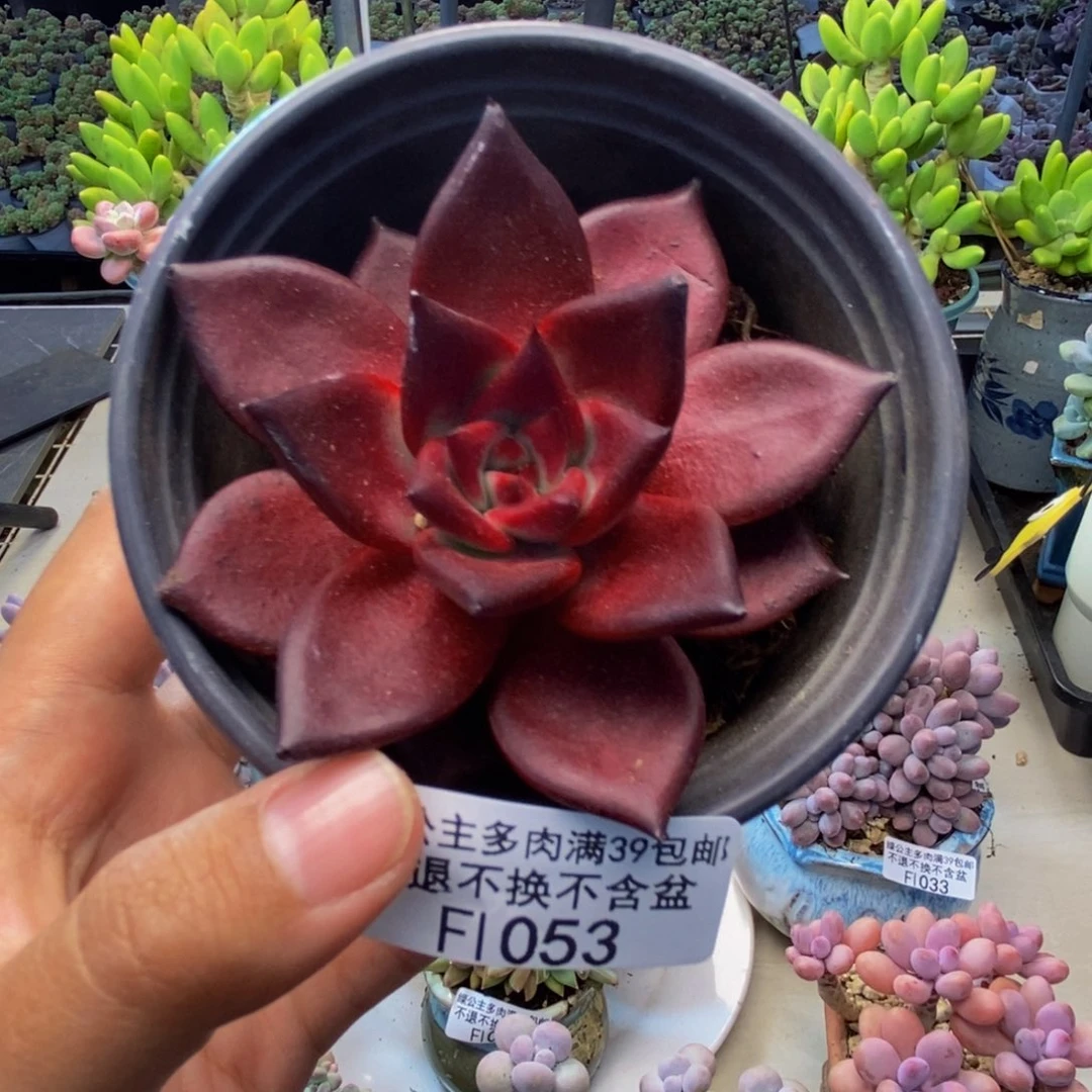 053罗宾仙子多肉7c m
