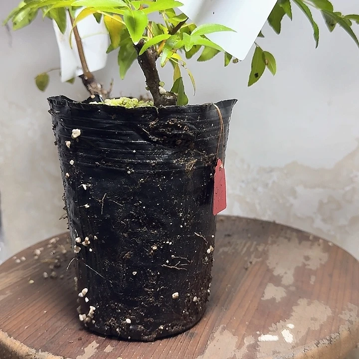 柿***意无花朵芽变新品0108