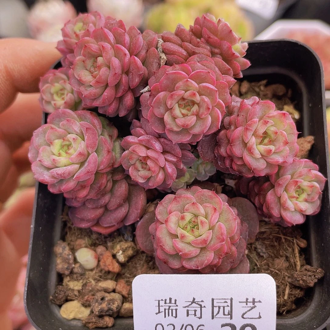 0000000000000029量拍