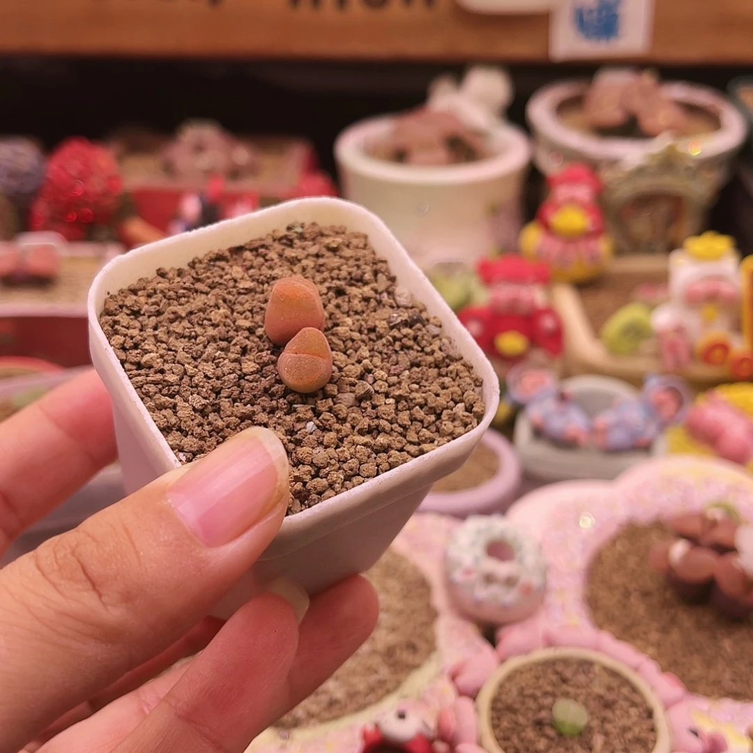 韩国橘子汽水可带盆土发货