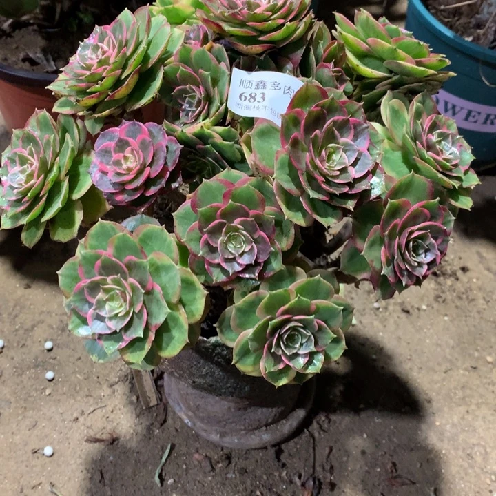 寒****683粉花妖多肉植物特价