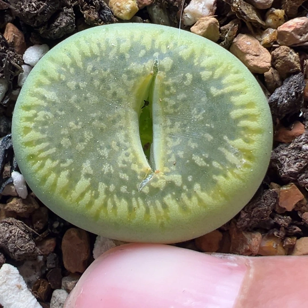 绿光阳多肉植物百科