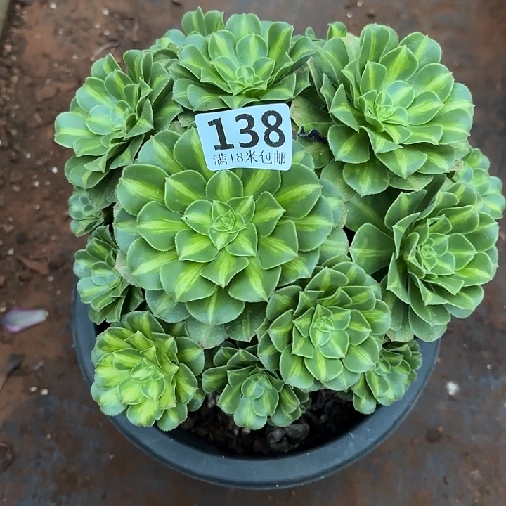 138翡翠琉璃掌心多肉法师锦