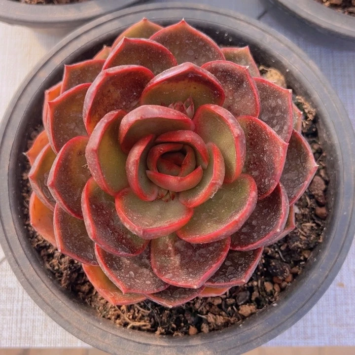 健健康康平平安安