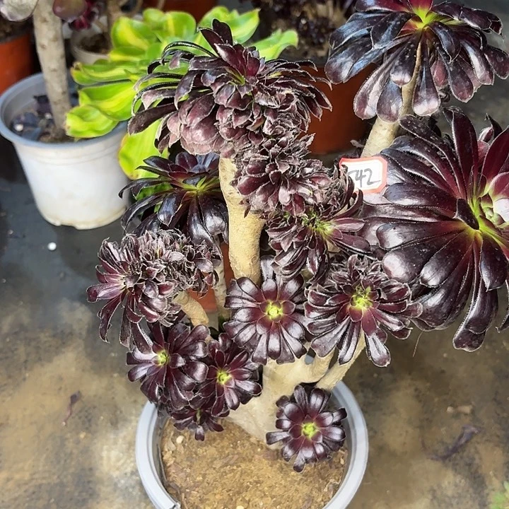 高***娟墨缀有瑕疵福利542多肉植物