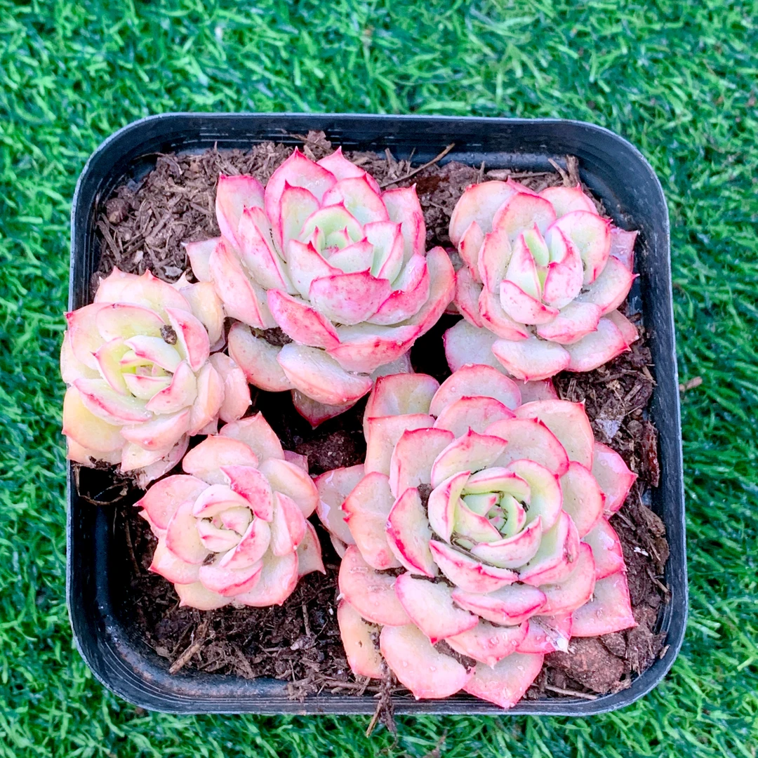 澳洲玫瑰精品多肉植物盆栽阳台花卉好养一单包邮