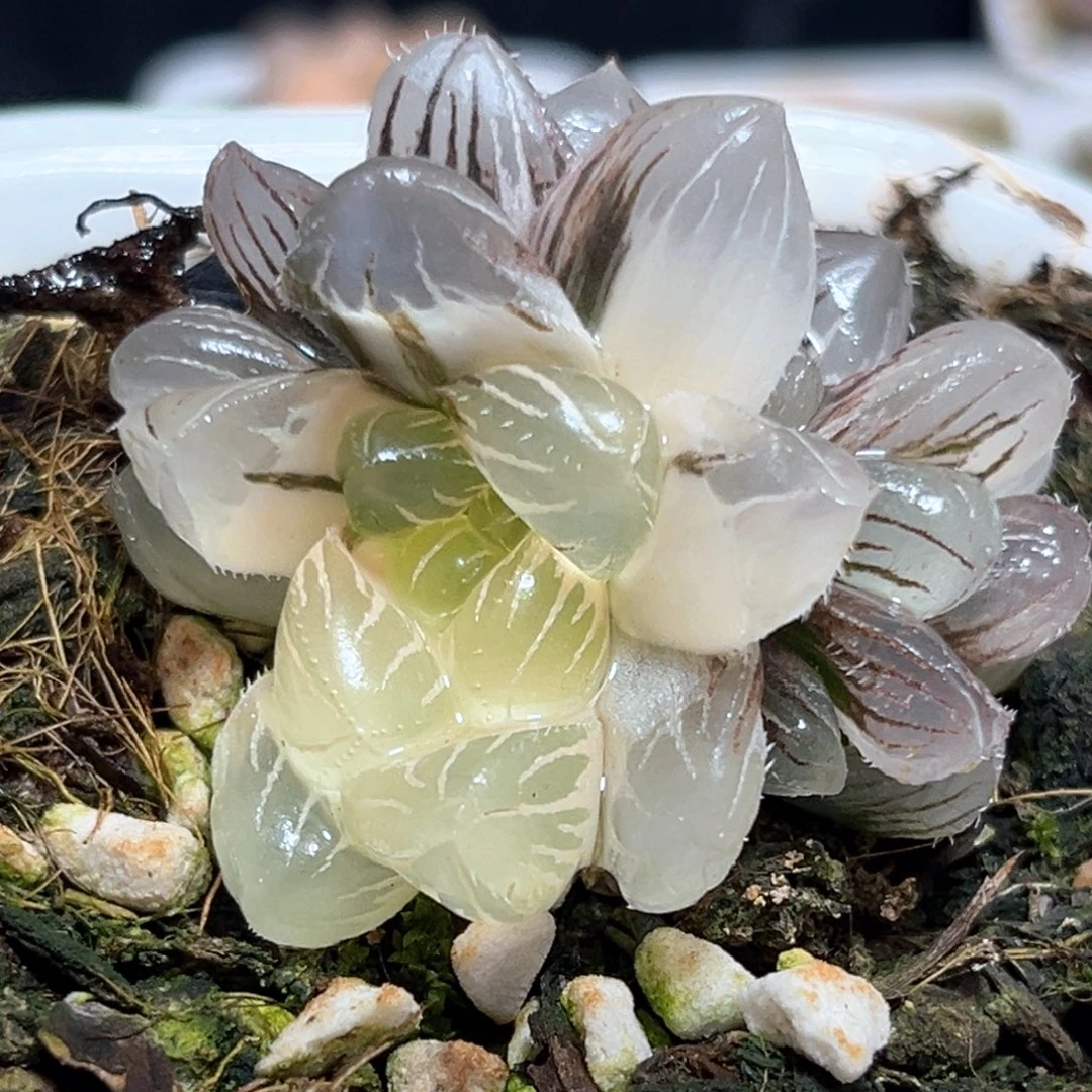 恭喜发财大吉大利4708