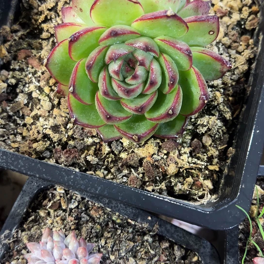 月亮石2头多肉植物