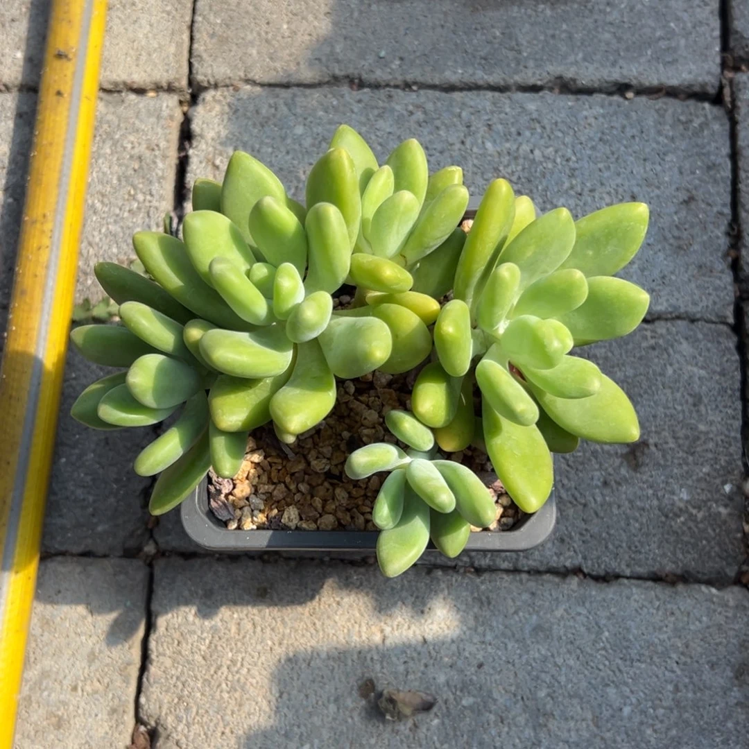 芒果奶11111111111111