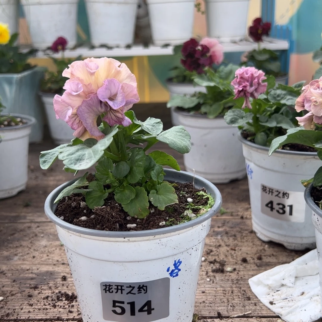 【闪购商品】完全开放514号