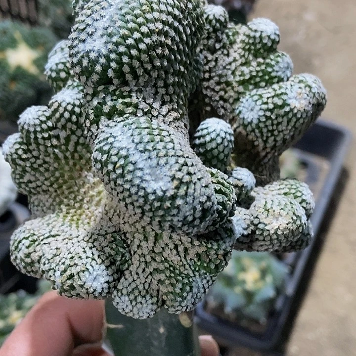 无花朵福利银牡丹缀化940短桩