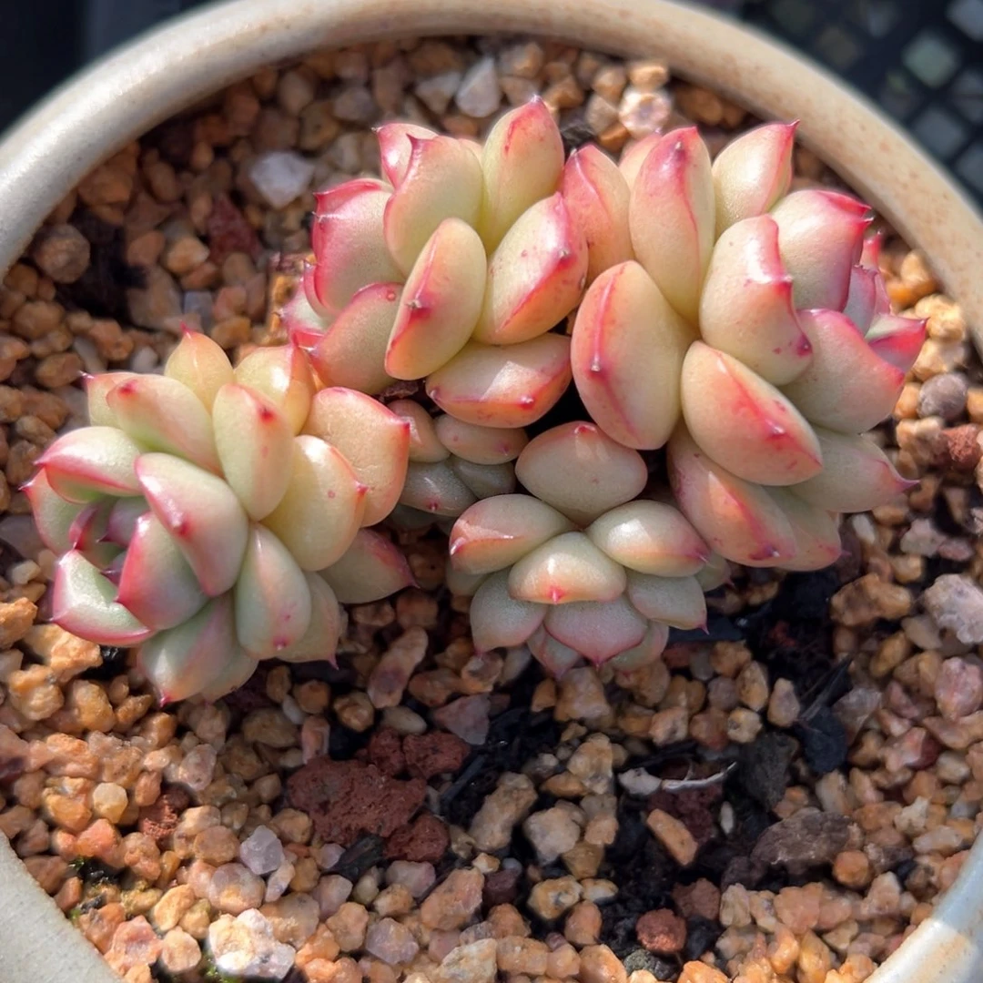 万宝龙（满38包邮）多肉