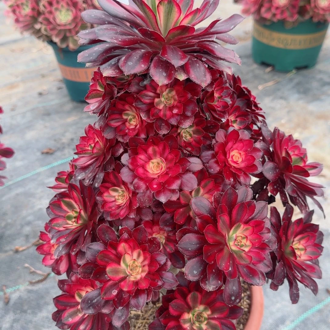 577香奶奶多肉植物