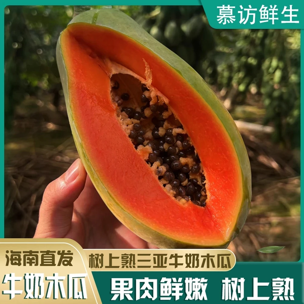 【三亚直发】树上熟牛奶木瓜海南三亚新鲜采摘发货