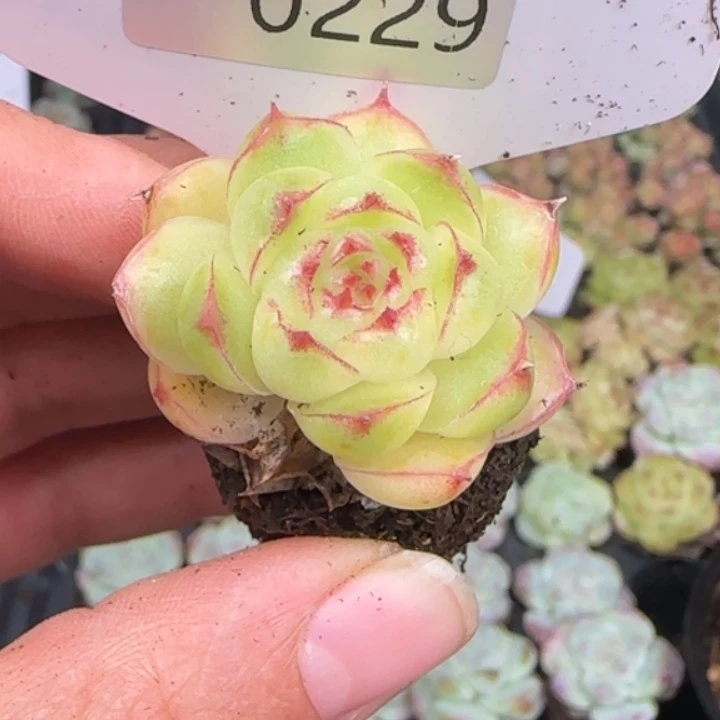229包子麦秆