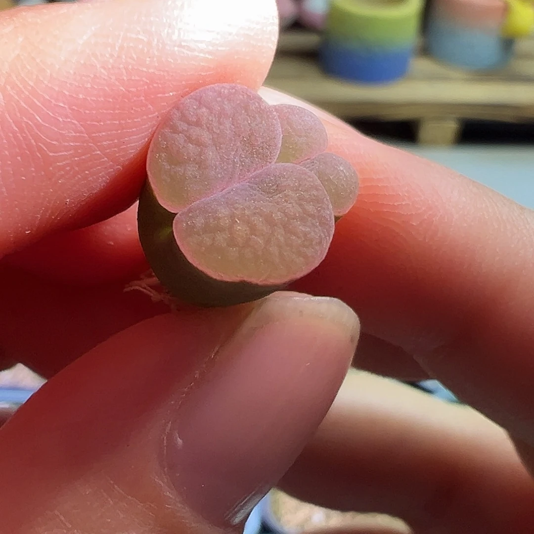 雪花磁铁。        粉窗