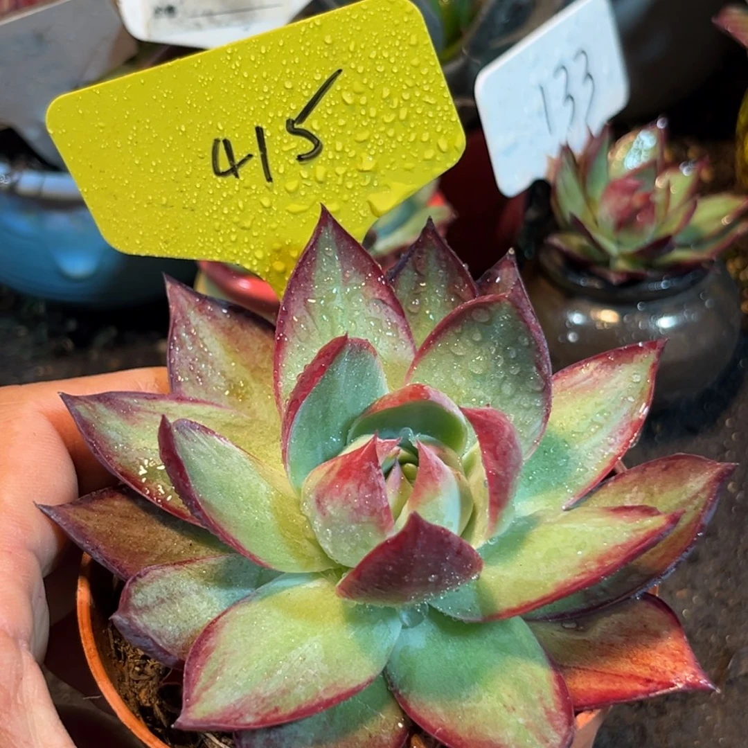 惊鸿仙子多肉植物415