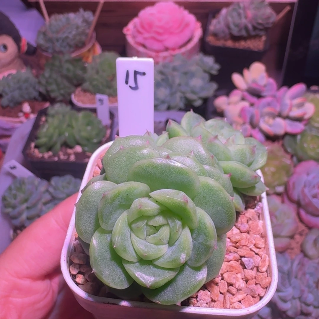 15圆脸珍妮麦秆群生